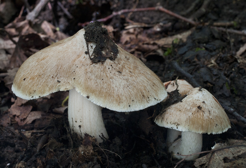 Inocybe erubescens